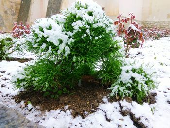 High angle view of potted plants on snow