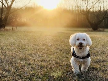 Dog looking away on field