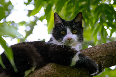 Close-up portrait of a cat