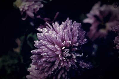 Close-up of purple flowering plant against black background