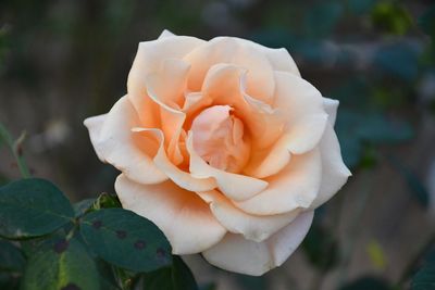 Close-up of rose flower