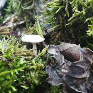 Close-up of mushrooms growing on field