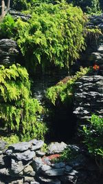 Reflection of trees in water