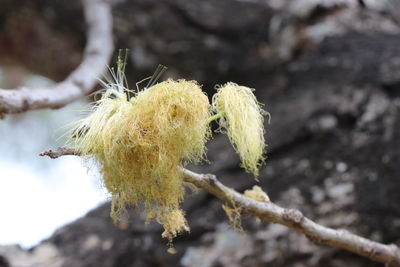 Close-up of snow on plant