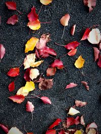 High angle view of fallen maple leaves