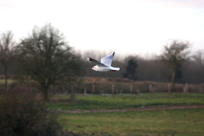 Bird flying over grass against sky