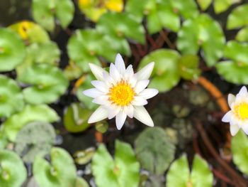 Close-up of white flowering plant