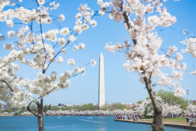 View of tree in city