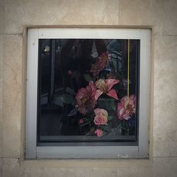 Potted plant on window sill