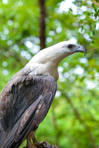 Close-up of bird perching on tree