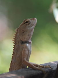 Close-up of a lizard