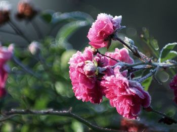 Close-up of pink flowers blooming outdoors