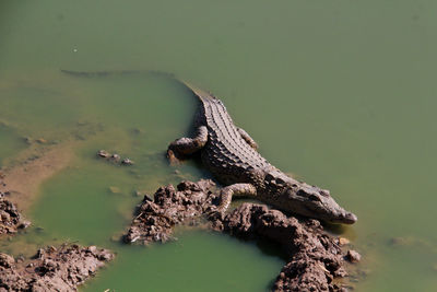 Lizard on lake