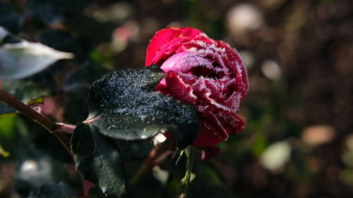 Close-up of rose bud