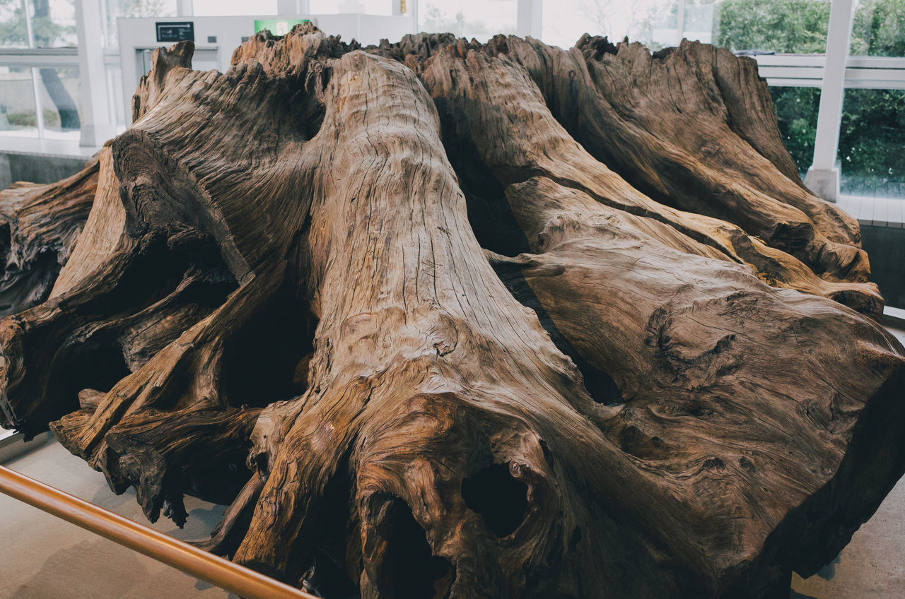 CLOSE-UP OF TREE TRUNK HANGING OVER WATER