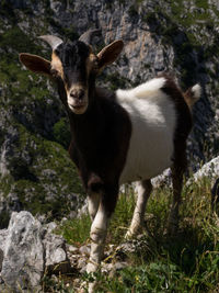 Portrait of a goat standing on rock