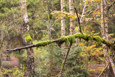 Close-up of lichen on tree trunk in forest