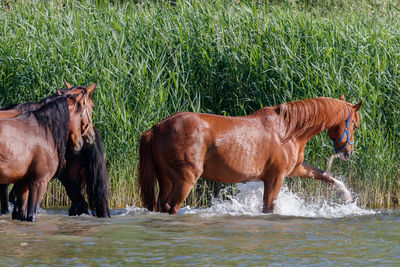 Horses in a farm