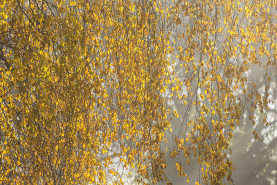 Low angle view of flowering plants during autumn