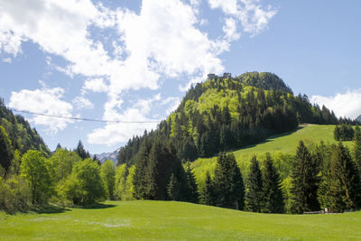 Panoramic shot of trees on field against sky