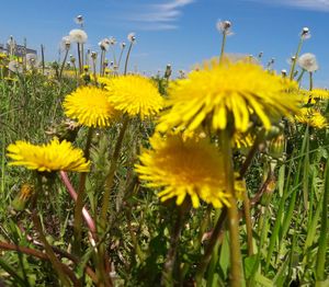 Close-up of yellow poppy flowers blooming on field