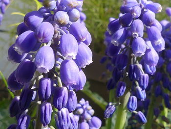 Close-up of purple flowering plants