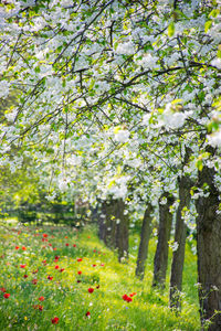 Flowers growing on tree