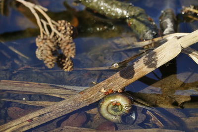 Close-up of crab on wood