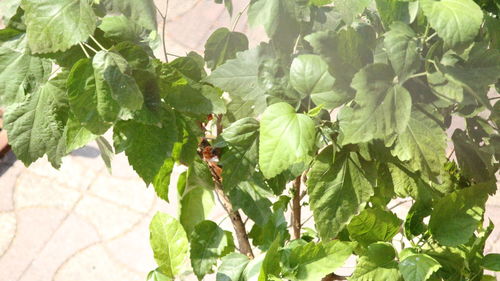 Close-up of berries growing on tree