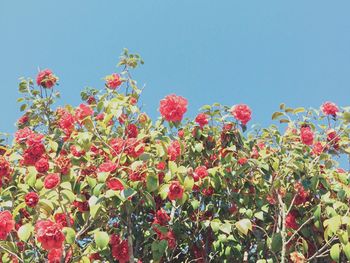 Low angle view of flowers against clear sky