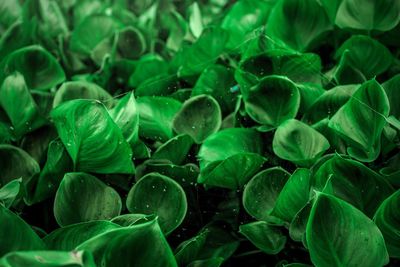 Full frame shot of leaves in water