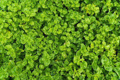 Full frame shot of fresh green plants