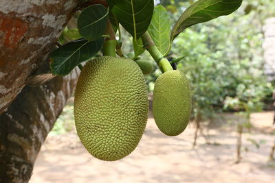 Close-up of fruits growing on tree