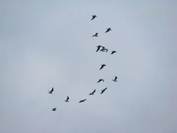 Low angle view of silhouette birds flying against sky