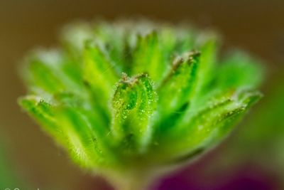 Close-up of caterpillar on plant