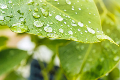 Close-up of raindrops on leaves