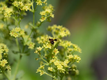 Bee pollinating on flower