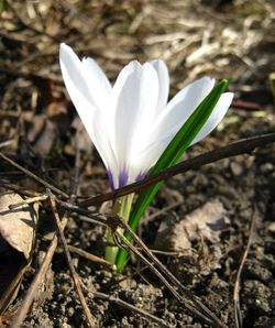 flowering plant