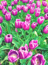 High angle view of pink crocus flowers on field