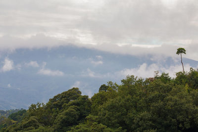 Low angle view of trees against sky