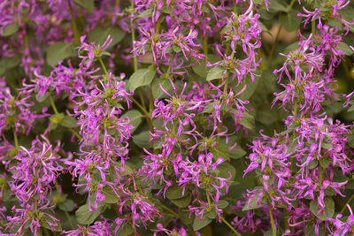 Pink flowers growing on plant