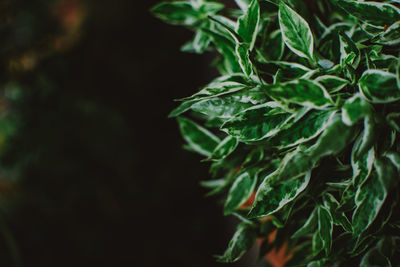 Close-up of fresh green plant