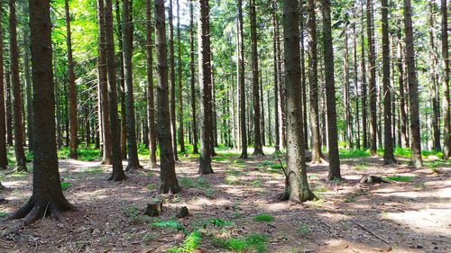 Trees in forest