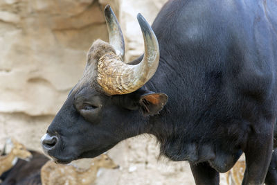 Precious gaur bos gaurus, also called seladang or indian bison.
