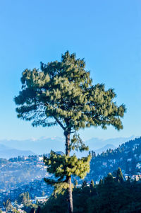 Tree against clear blue sky