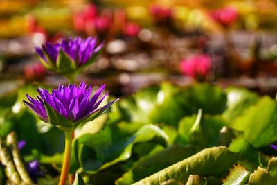 Close-up of purple flowering plant