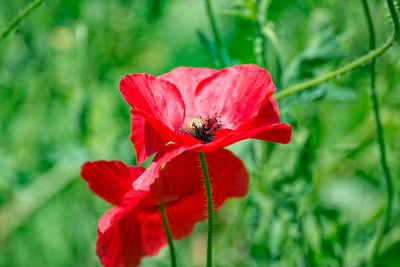 Close-up of red poppy blooming on plant