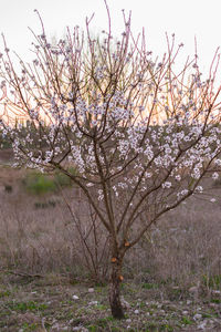 Cherry blossoms in spring against sky