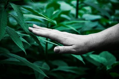 Close-up of hand holding plant