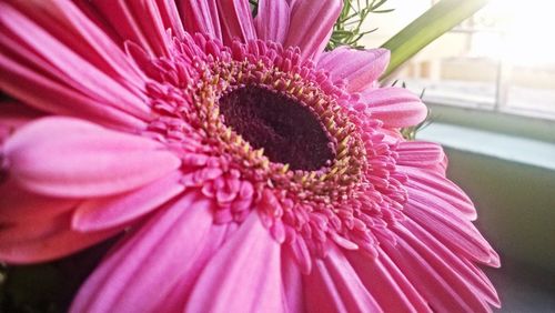 Close-up of pink flower blooming outdoors